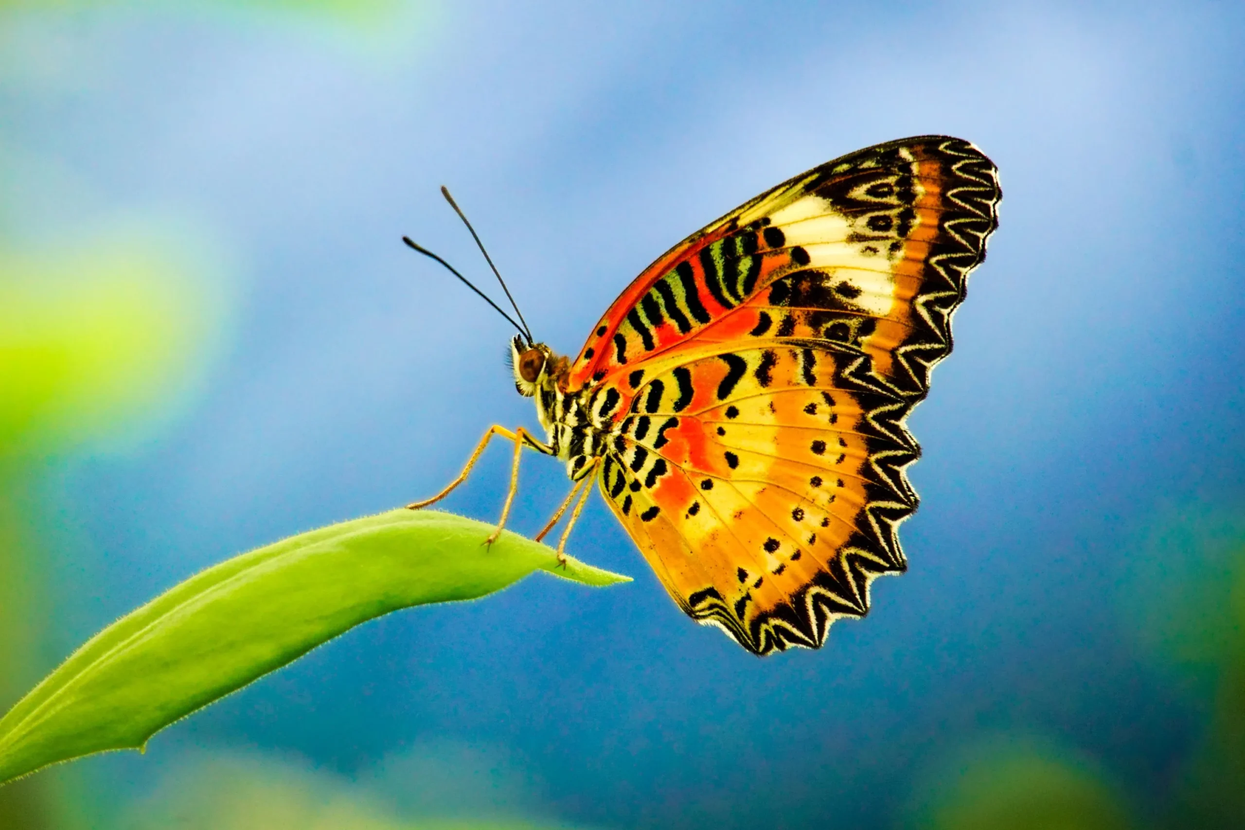 mariposas 1642494364